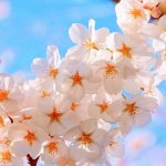 ポカポカ陽気の春のお花見で飲みたいおすすめワイン【雨の日は自宅で】